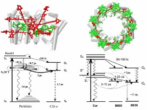 Figure 2. Two examples of light-harvesting systems studied in our laboratory. Top left corner shows structure of the peridinin-chlorophyll protein (PCP) that contains carotenoid peridinin and Chl-a in unusual stoichiometry of 4:1. Scheme of energy transfer pathways and lifetimes is shown below. Peridinin employs an intramolecular charge transfer state (ICT) coupled to the S1 state to enhance energy transfer efficiency. On the right side, structure of the LH2 complex from purple bacteria is shown together with scheme of energy transfer pathways.