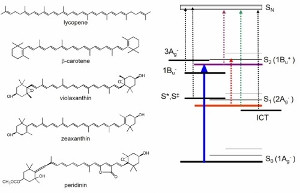 Figure 1. Molecular structures of a few characteristic carotenoids studied in or laboratory together with a general scheme of excited states of a carotenoid. In addition to the well-known S1 (forbidden) and S2 (absorbing) states, a number of other dark excited states were predicted either by theory or observed in experiment. Possible transitions that could be detected in a transient absorption experiment are also shown. Some of these transitions (S1-Sn, ICT-Sn, S2-Sn) are readily detected in experiment, others such as 1Bu- - Sn remain to be experimentally confirmed. It must be noted that the Sn state depicted in figure is just used to denote the final state in these transitions. In reality, the final states in the depicted transitions must be different due to symmetry reasons (e.g. allowed transition from a state of Ag- symmetry cannot end in the same state as the allowed transition from a state of Bu+ symmetry).